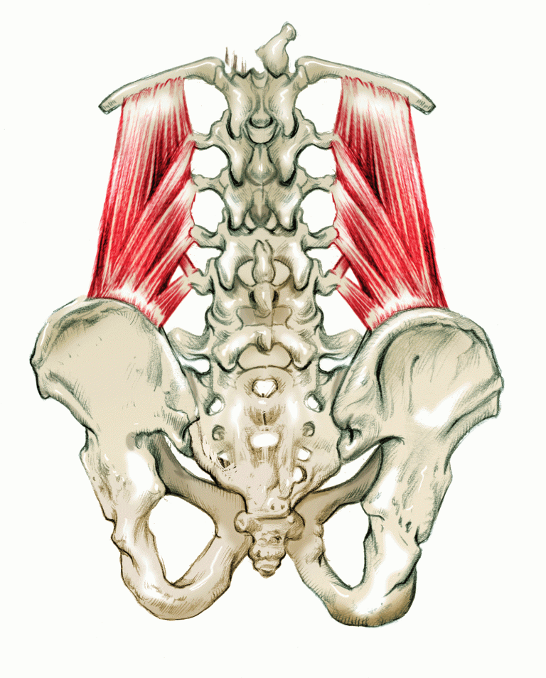 The Pelvis Muscles that Support the Upper Body MamasteFit