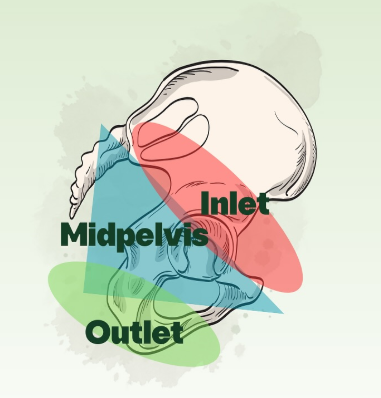 Effective Pushing Strategies: Creating Space in the Pelvic Outlet ...